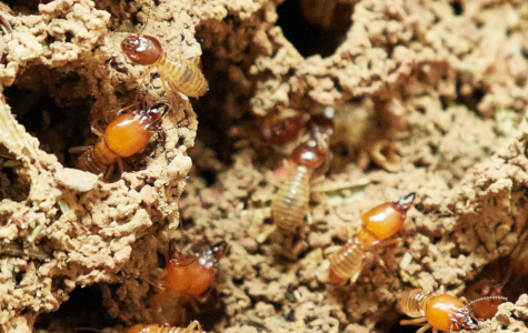How to Identify Termite Damage.